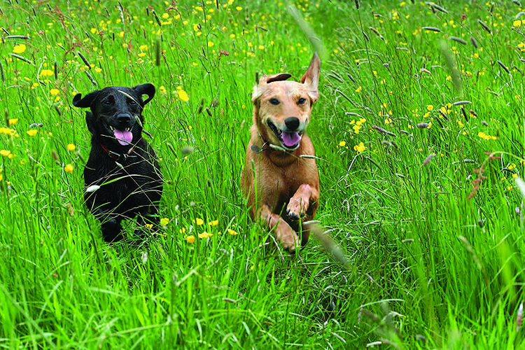credit Animalfair.jpg