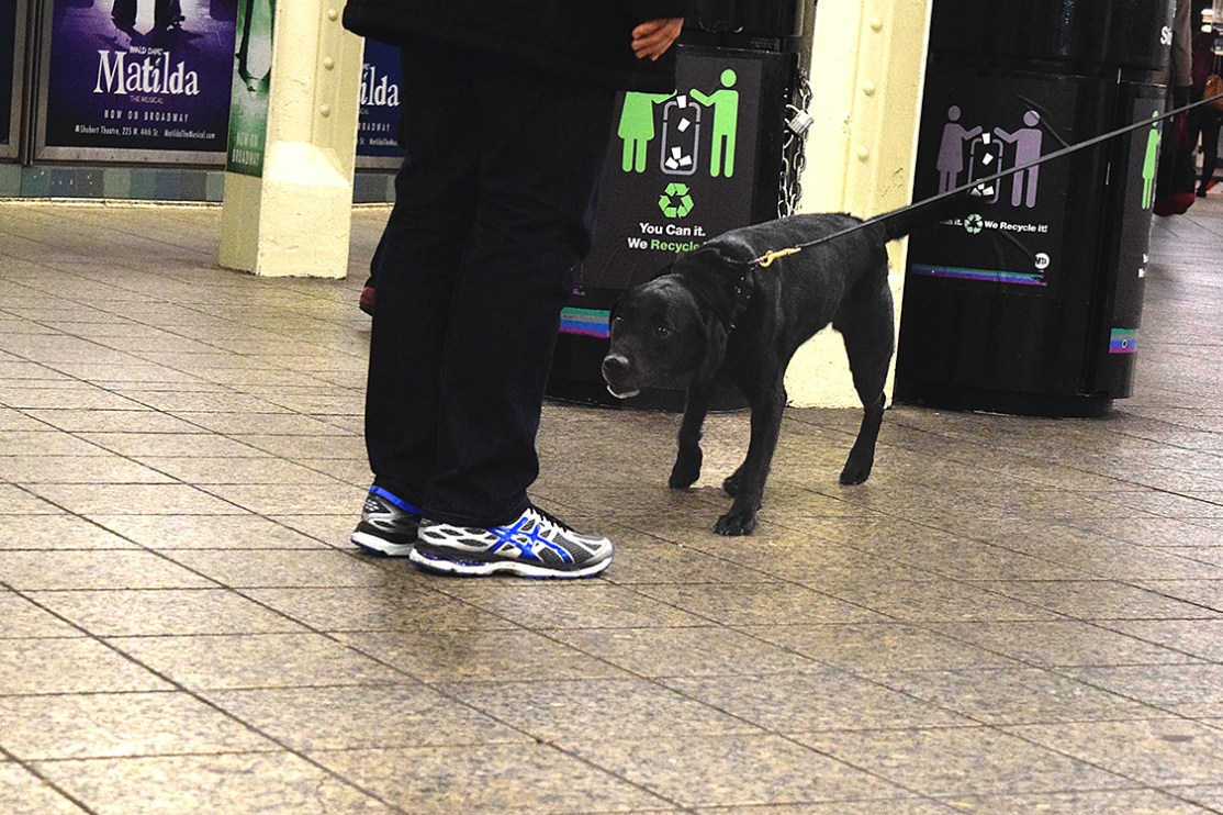 K 9 Tori and sneakers DSC_6719.jpg