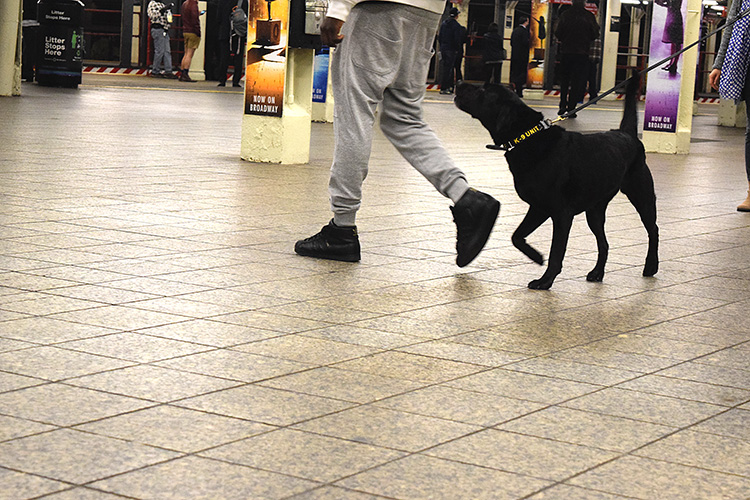 K 9 Tori at droop draws DSC_6713.jpg