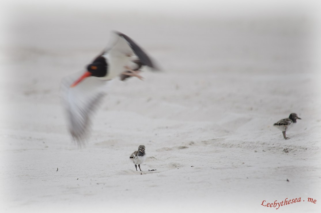 Oyst defends chicks DSC_1217.jpg